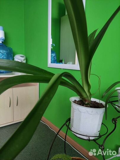 Гиппеаструмы и драцена