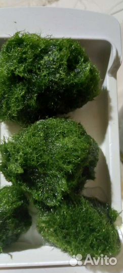 Растения для флорариума