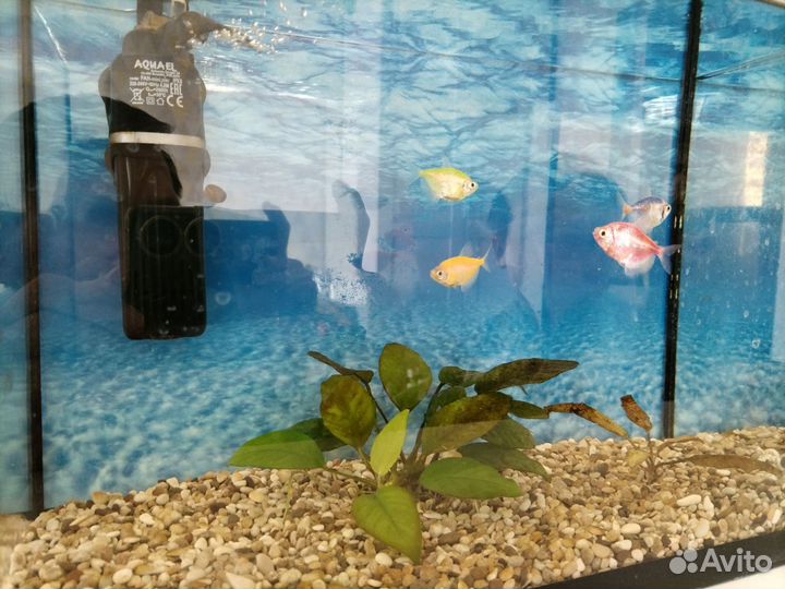 Аквариум с оборудованием и рыбками