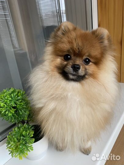 Вязка шпиц мальчик mini