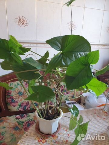 Филодендрон