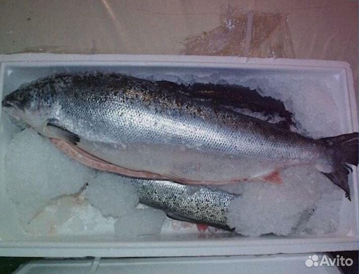 Лосось и обрезь килька мойва дорадо хек оптом