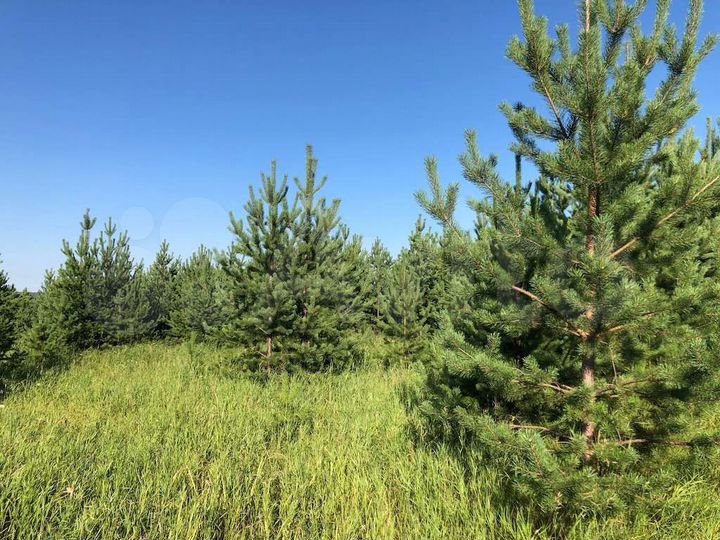 Участок 12,5 сот. (ИЖС)