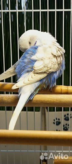 В продаже девочка птенец, возраст 2 месяца