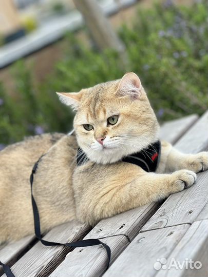 Шотландский кот