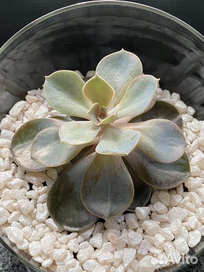 Флорариум мини с эхеверией