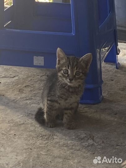 Котята отдам бесплатно