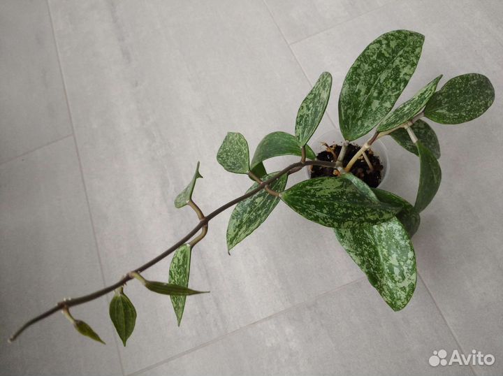 Хойи сортовые