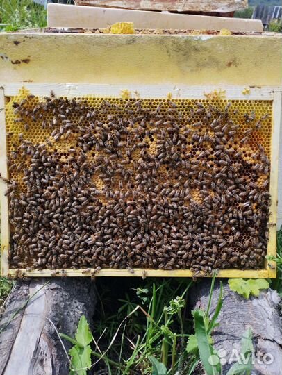 Пчелосемьи Бакфаст