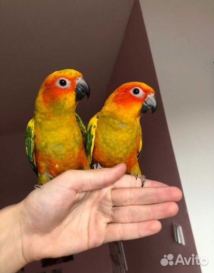 Попугаи пиррура и аратинги (ручные)