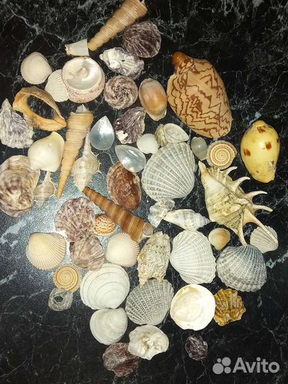 Ракушки пакетом