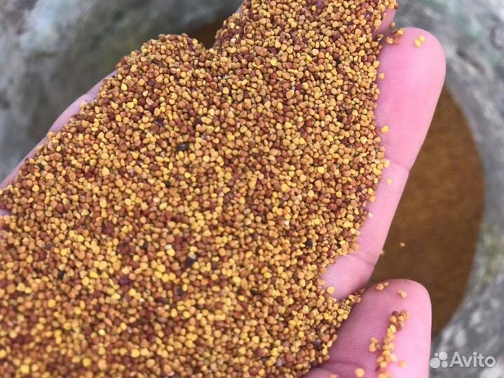 Семена клевера лугового оптом от 100кг