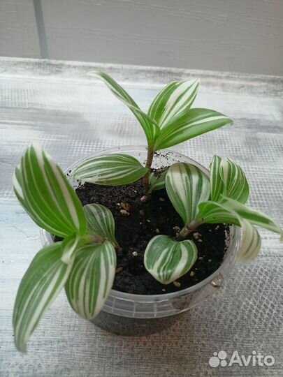 Традесканция сортовая