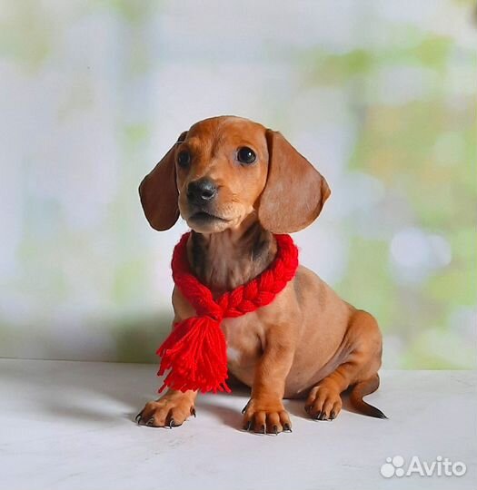 Щенки таксы