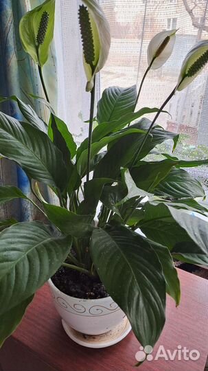 Спатифиллум,сорт 