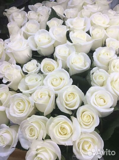 51 Роза, Букеты Цветы Розы 25 101 501 1001