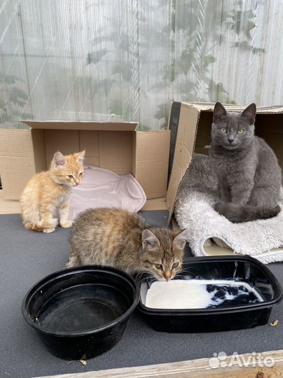 Котята в добрые руки
