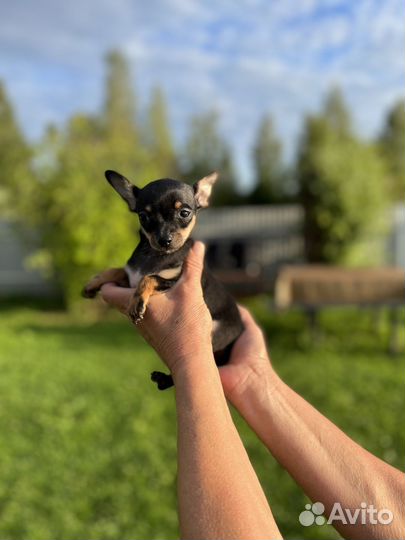 Мини той-терьер щенки