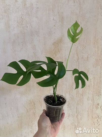 Растение для темных мест в глубине комнаты