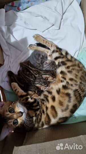 Бенгальские котята