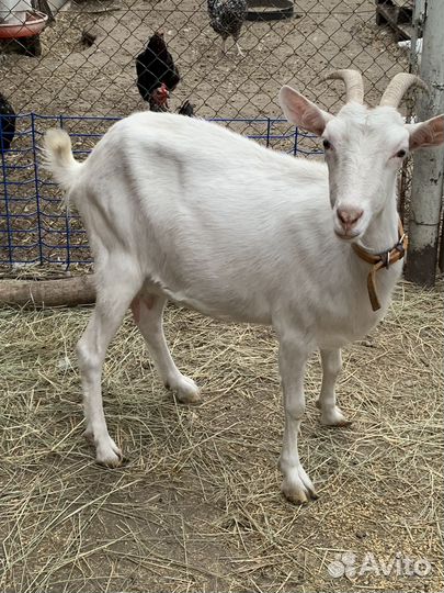 Распродаются козы