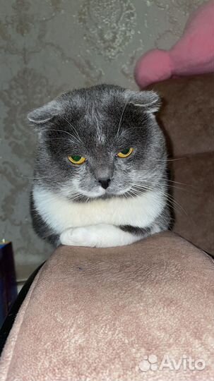 Британский кот для вязки