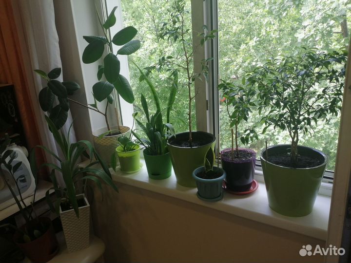 Много разных цветов