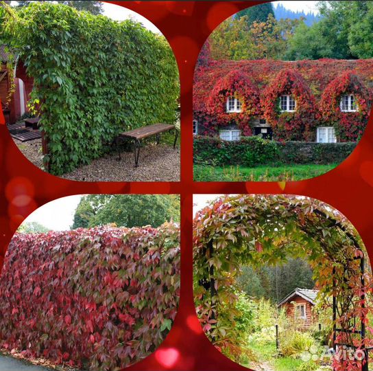 Девичий виноград