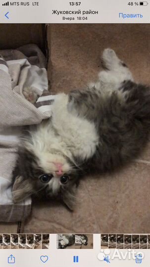 Котенок