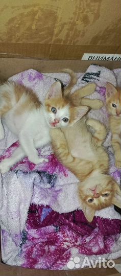 Маленькие пушистики в добрые руки