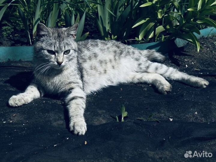 Кошка в частный дом