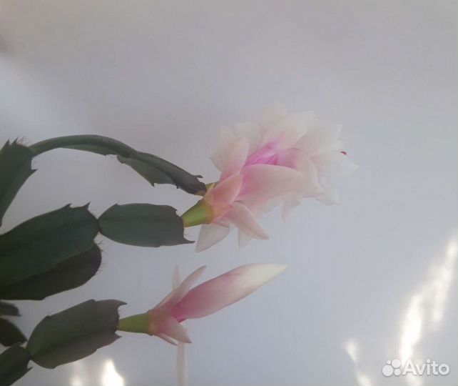 Декабрист белый, красный, розовый, фиолетовый