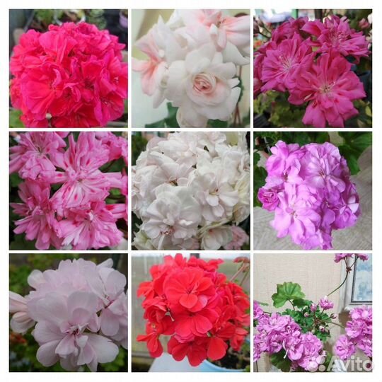 Пеларгония тюльпановидная