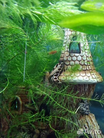 Аквариумные рыбки