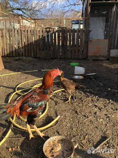Бойцовый петух и курочка
