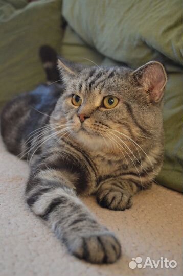 Кот шотландец Фран