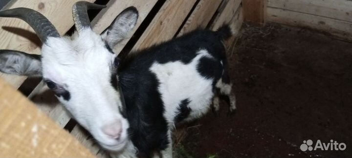 Продам дойных коз