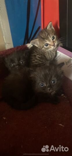 Кошка в дар бесплатно