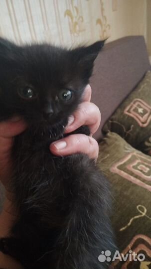 Котята 1,5 мес