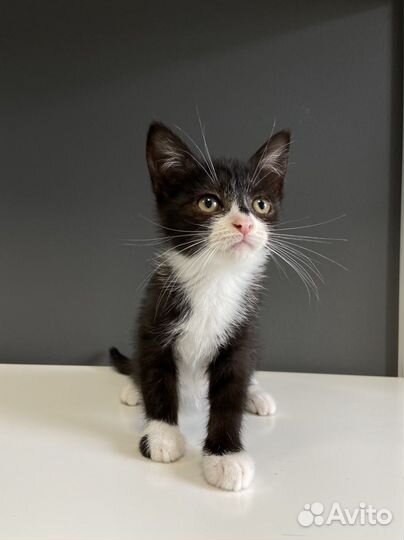 Кошечка девочка в добрый руки 2 мес