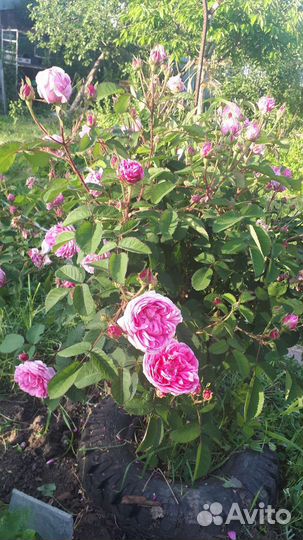 Розы розовая1,2,Красная плетистая,белая шиповник
