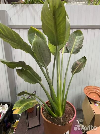 Стрелиция Регина 110см взрослая