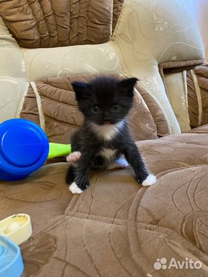 Отдам кошечку