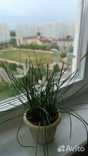 Зефирантес выскочка белый