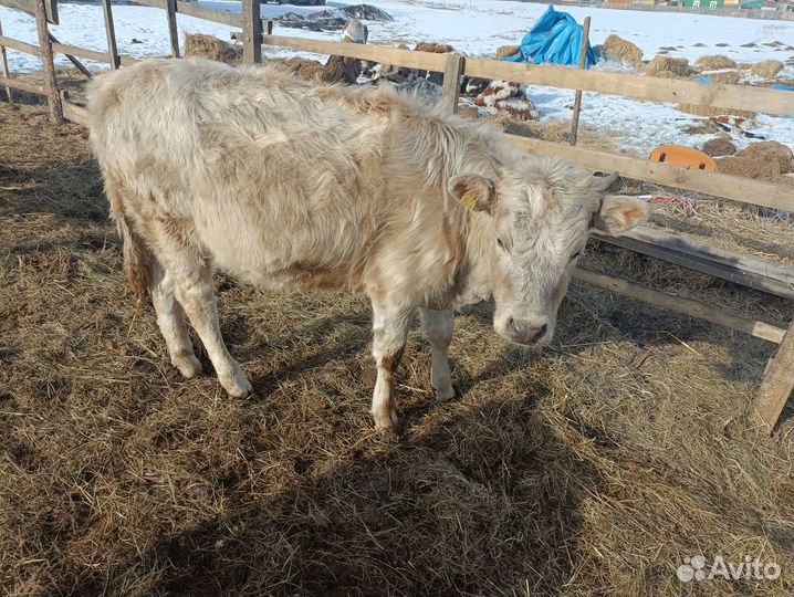Продам тёлок