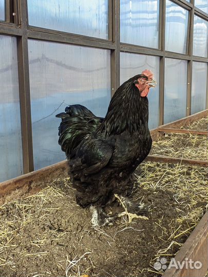 Домашняя птица