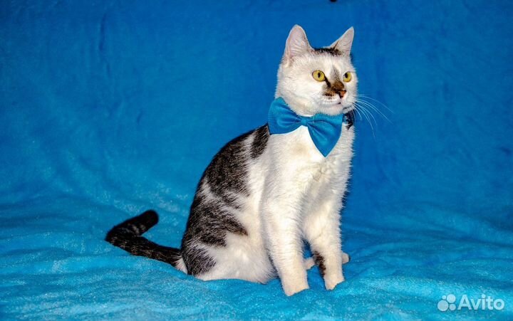 Котик в добрые руки