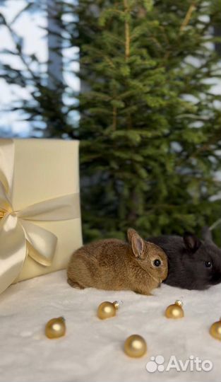 Большой Выбор Новогодних Кроликов в Питомнике