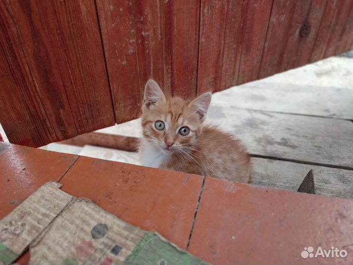 Котята в добрые руки