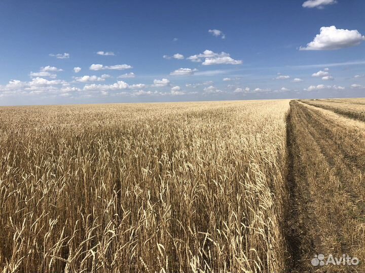 Пшеница 3 класс